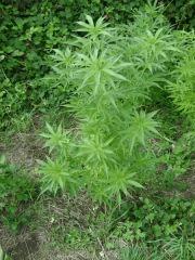 /early skunk/