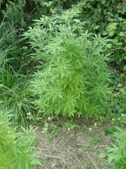 /Early skunk/