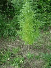 /early skunk/