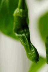 Peter’s pepper