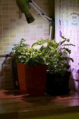 Culture sous (Flora) LEDs 15w