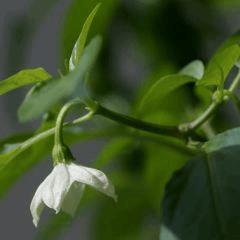 Fleur de piment