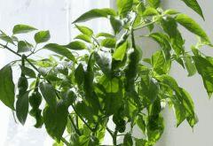 Peter’s pepper