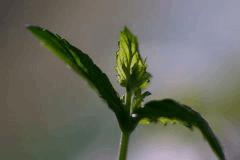 Menthe, bronzage sous leds