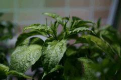 Peter’s pepper ou Capsicum annuum