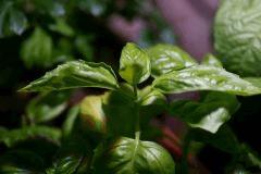 Basilic