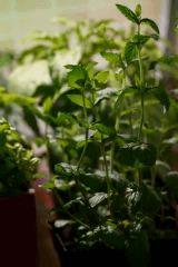 Menthe Spicata Nanah