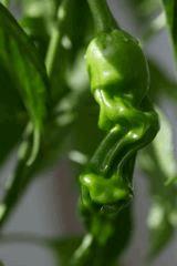 Peter’s pepper