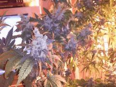 blue widow