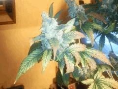 blue widow