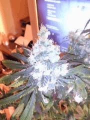blue widow