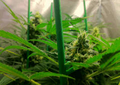 X-line iced grapefruit J-13
