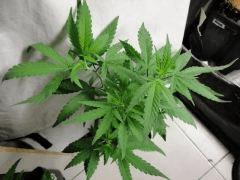 Ortega phéno 2