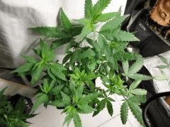 Pm Buddha sister planta cut'