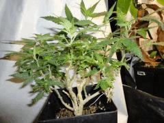 Pm Buddha sister planta cut'