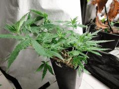 Pm Buddha sister planta cut'