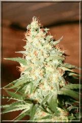 White Russian #3