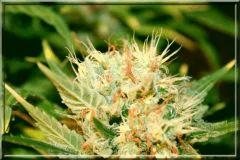 White Russian #1