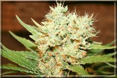 White Russian #4