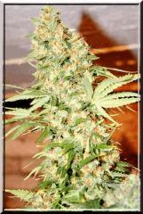 White Russian #2