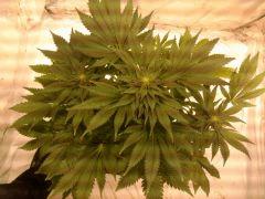 jdc1(white rhino)