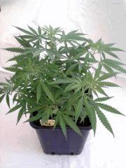 jdc2(K13Haze)