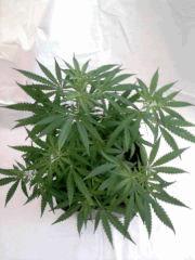 jdc2(K13Haze"de dessus")