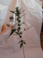 jdc2(one bud ak-47)