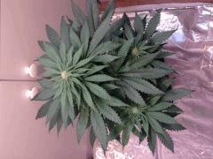 jdc2(white rhino)