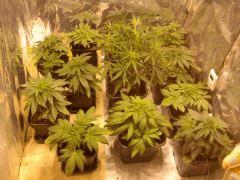 jdc1(mes salades)