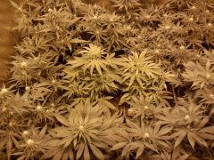 jdc2(k13Haze et channel+)