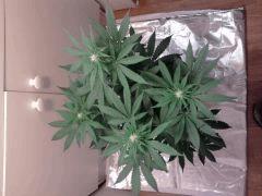 jdc2(1024)