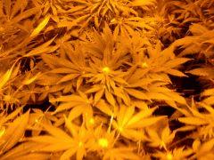 jdc 1(white rhino)