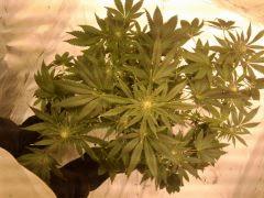 jdc1 no name 4)