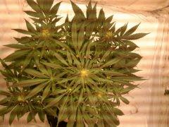 jdc 1( no name 5)