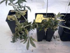 jdc2(one bud white rhino)