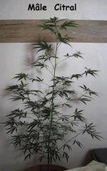 Male citral 004