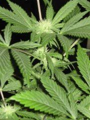 APEX Indica Bout  1