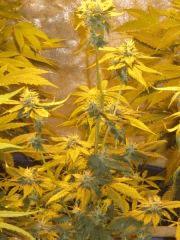 Flo BIG BUD 1