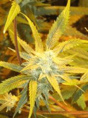 BigBud