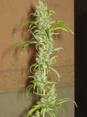 Fraise sativa 01