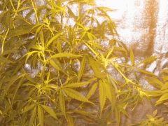 Pliage de la plante