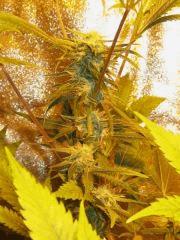 Flo Big Bud 3