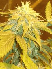 Indica Mix Apex bouturé