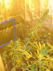 fraise sativa