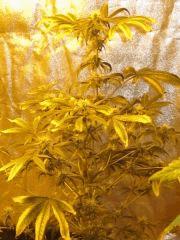BIG BUD