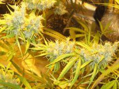 indica