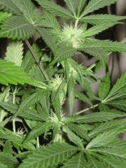 APEX Indica Bout 'session1