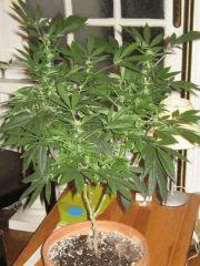 APEX Indica Bout