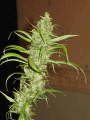 Fraise sativa
